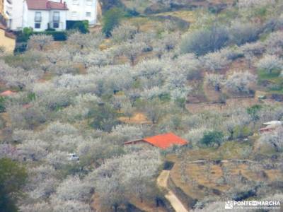 Cerezos flor_Valle del Jerte;sierra cebollera estar en babia sierra de san vicente la cabrera guadal